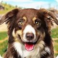 狗狗训练3D(Dog Training: Dog Games 3D)  v1.3
