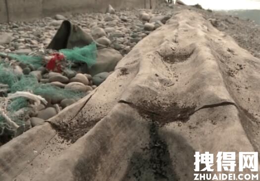 重庆嘉陵江现巨大阴沉木 有盗割痕迹 究竟是怎么回事？