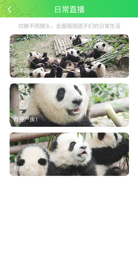 pandapia app