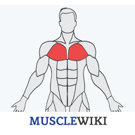 MuscleWiki手机版