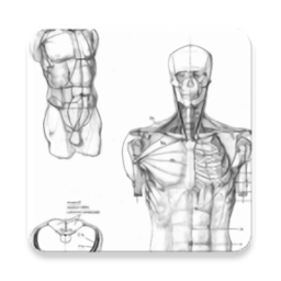 人体绘图软件(Drawing Human Body) v1.1 安卓版